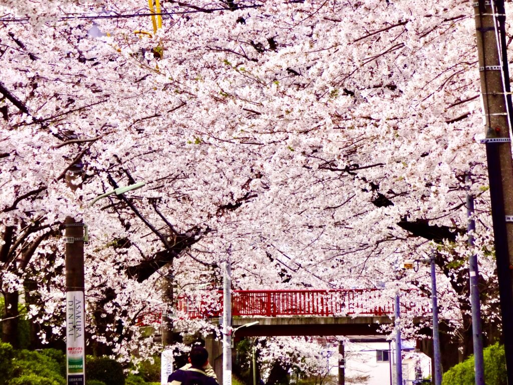 東急多摩川線沼部駅の桜坂